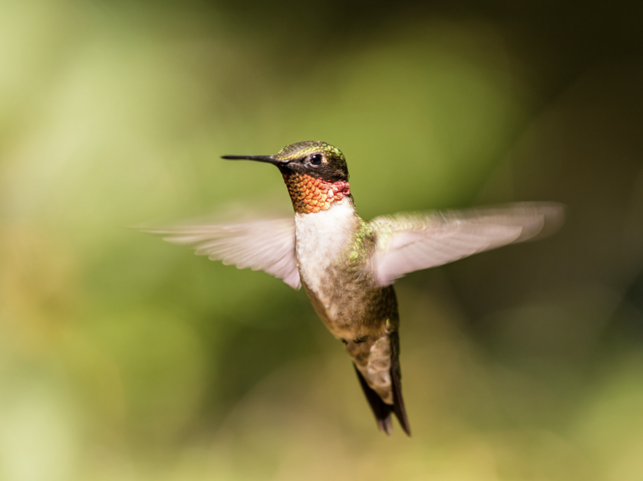 A ruby-throated hummingbird.