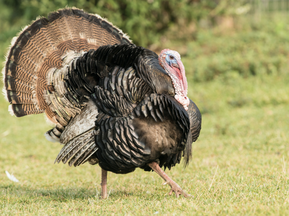 An Eastern Wild Turkey in a field.