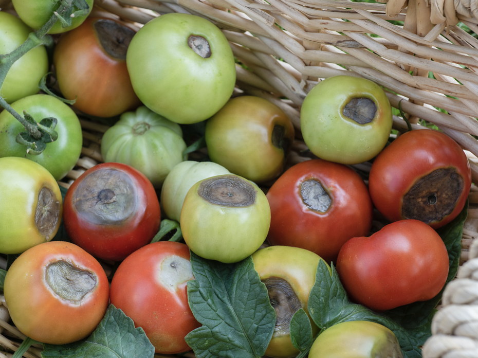 Red and green tomatoes with blossom end rot.