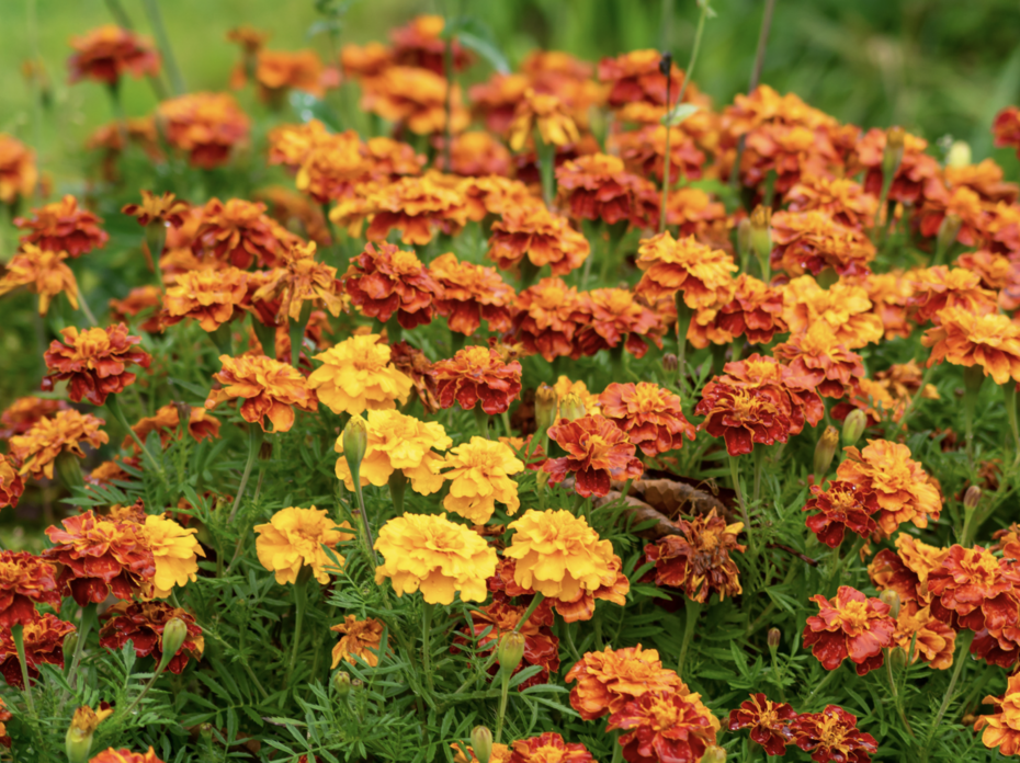 A field of orange and yellow marigolds.