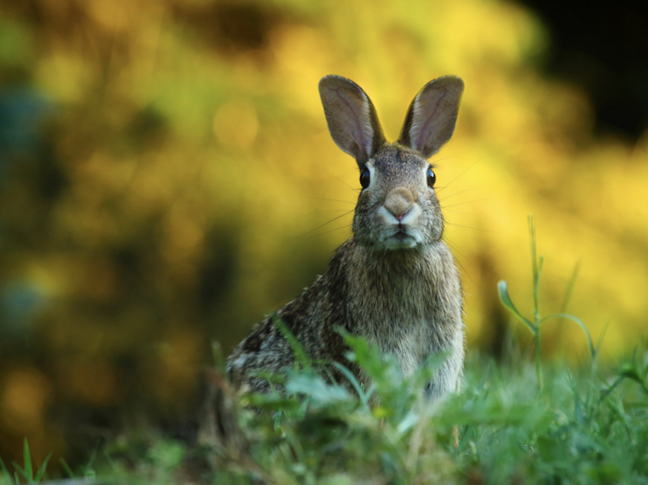 A rabbit in a field.