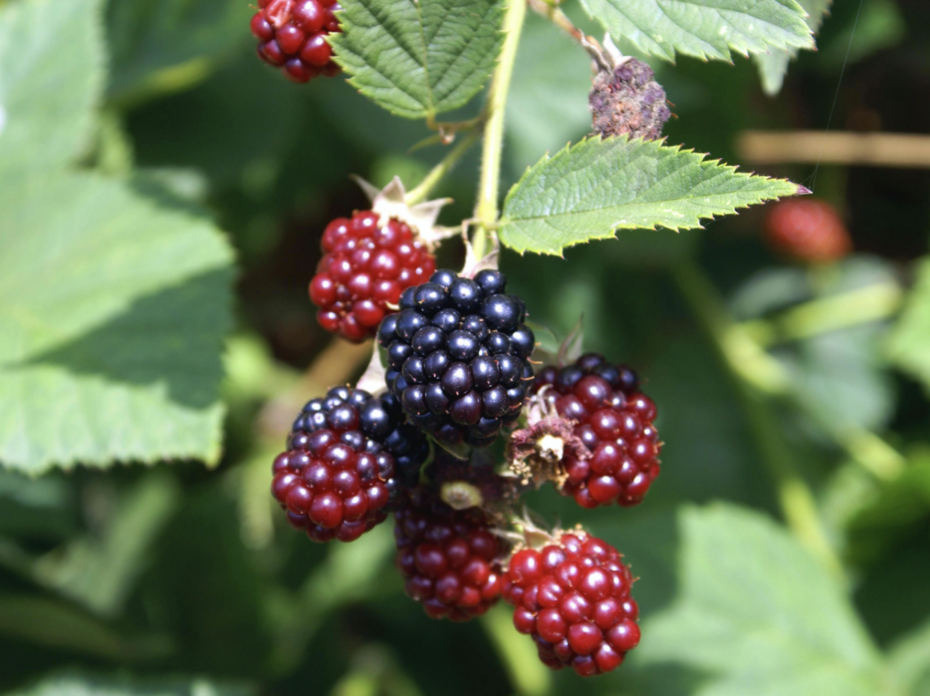 A bundle of blackberries. 