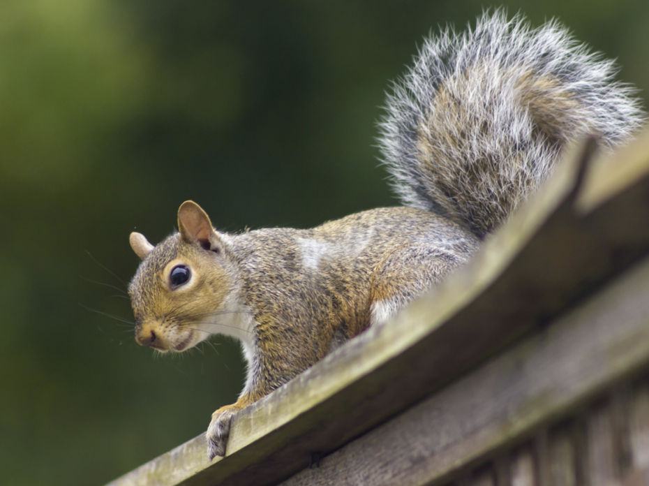 A squirrel on wood railing.