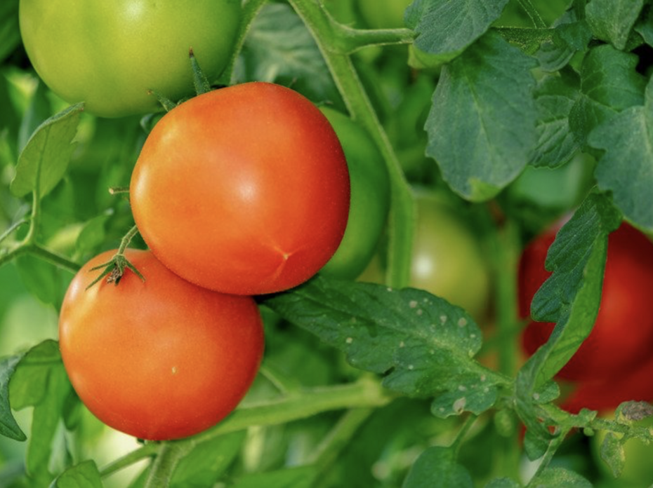 Tomatoes growing on a vine.