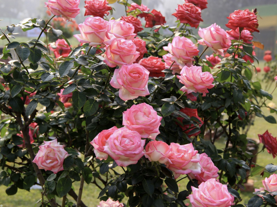 Pink rose bush.