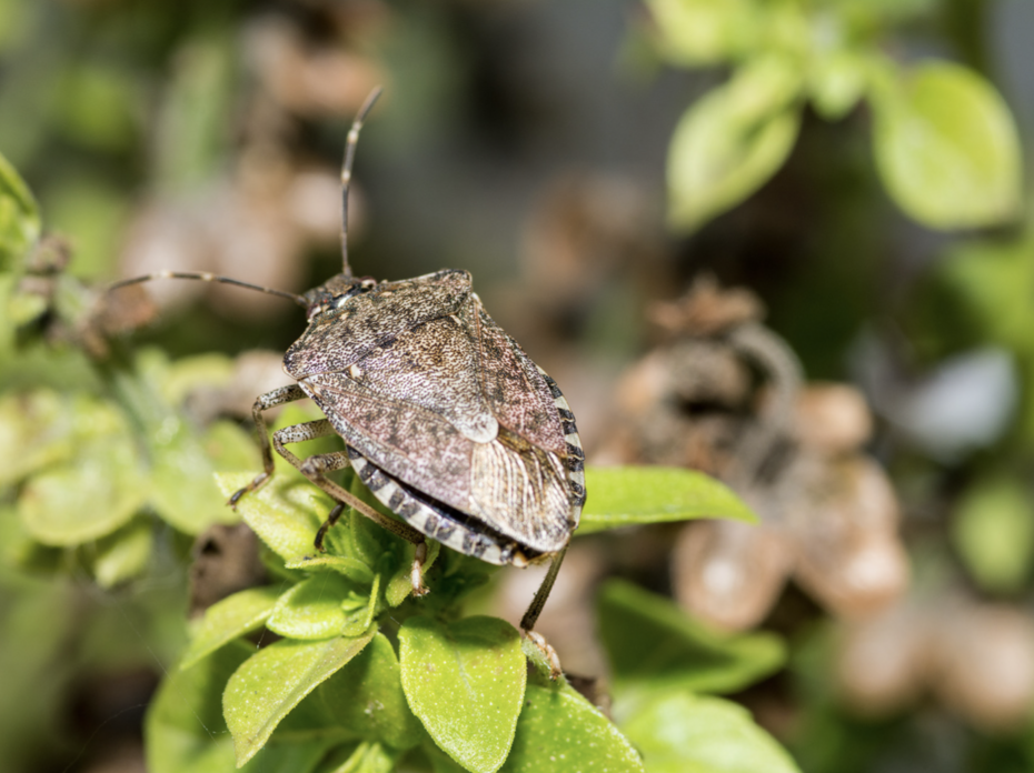 Stinkbug.