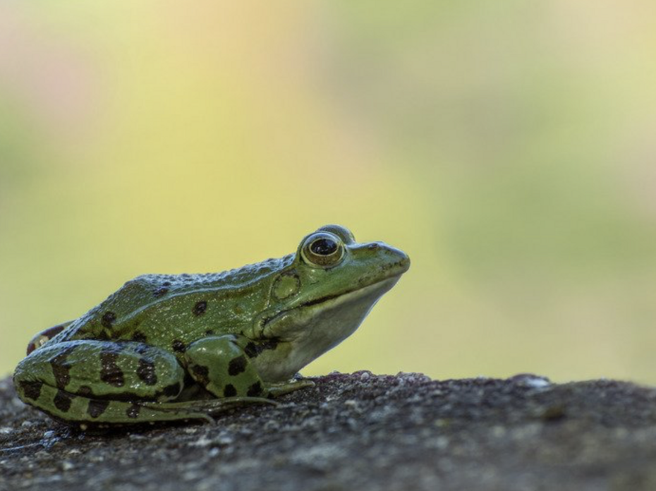Green Frog.