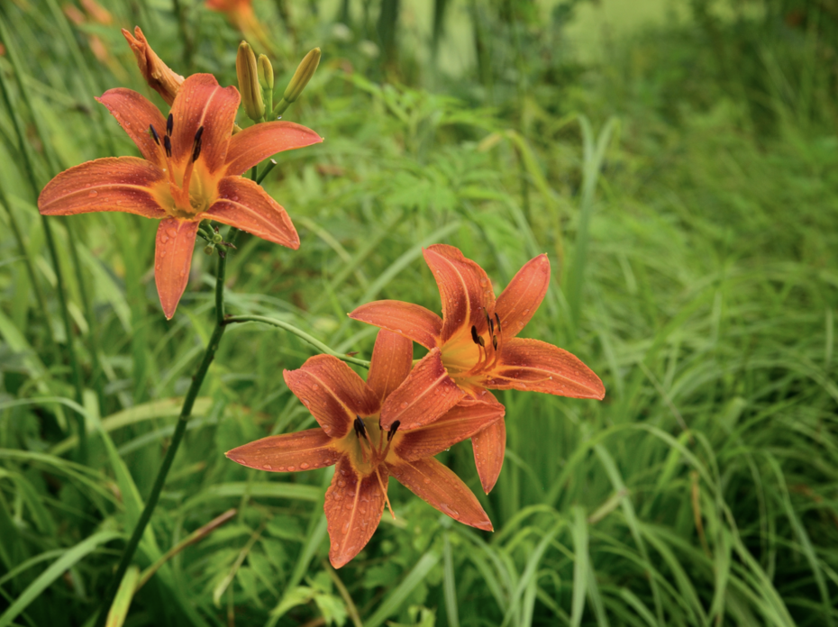 Orange flowers. 