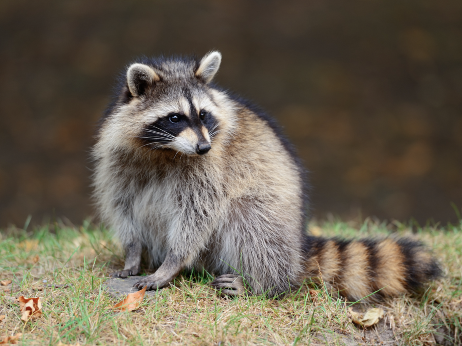 Raccoon. 