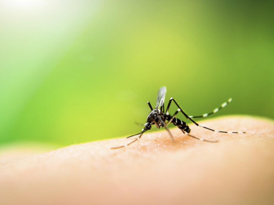 Mosquito 