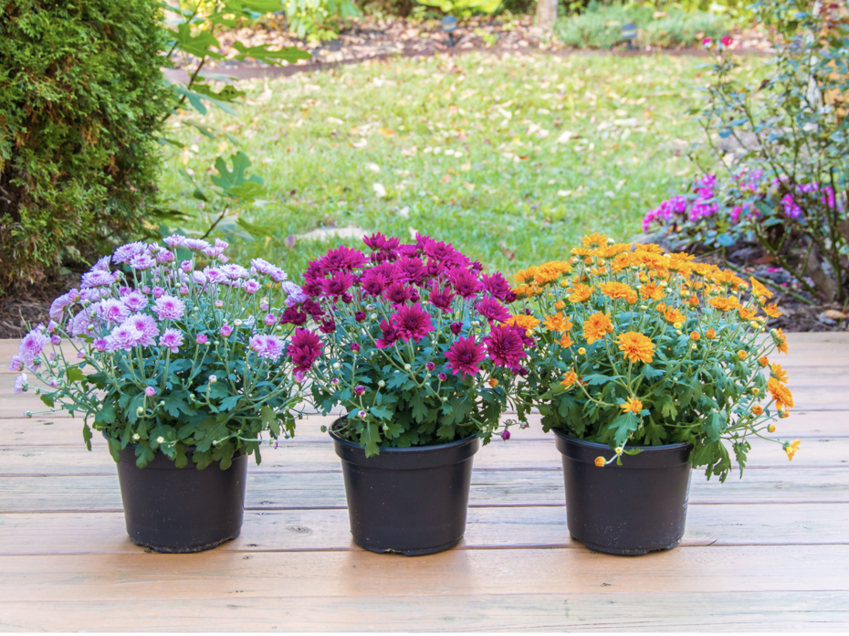 Purple, pink, and orange mums.