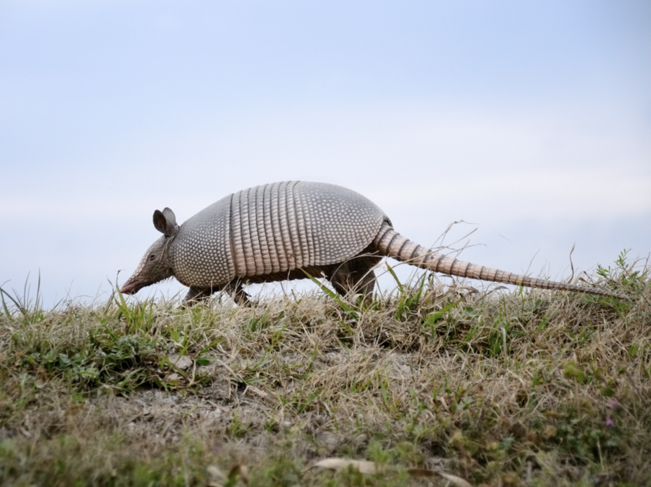 Nine-banded armadillo 