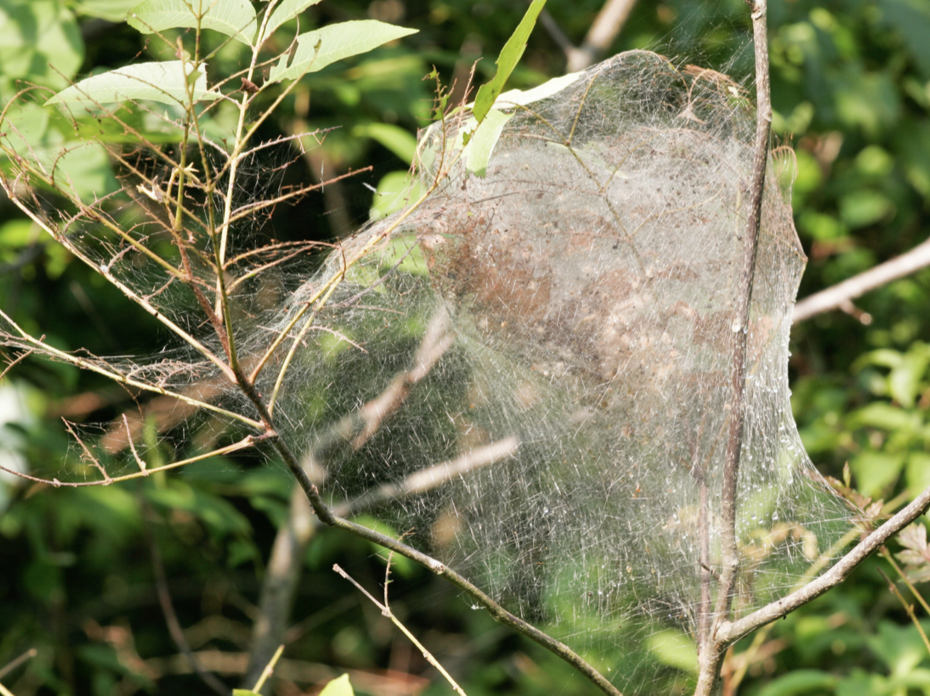 Fall Webworms