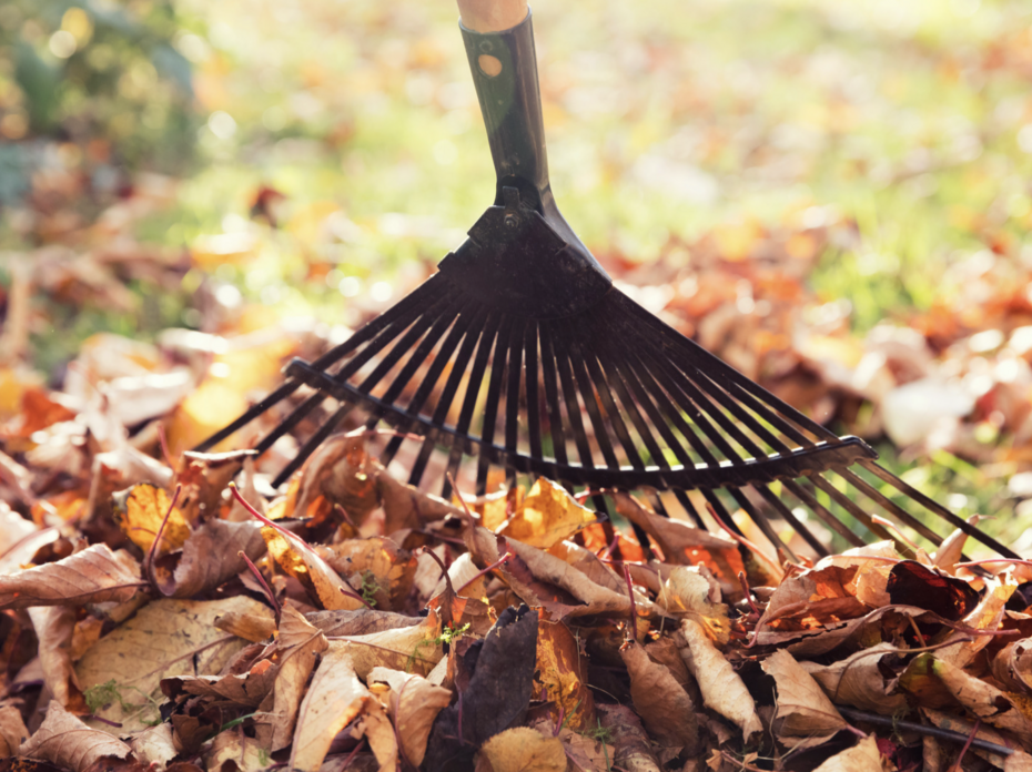 Raking leaves 