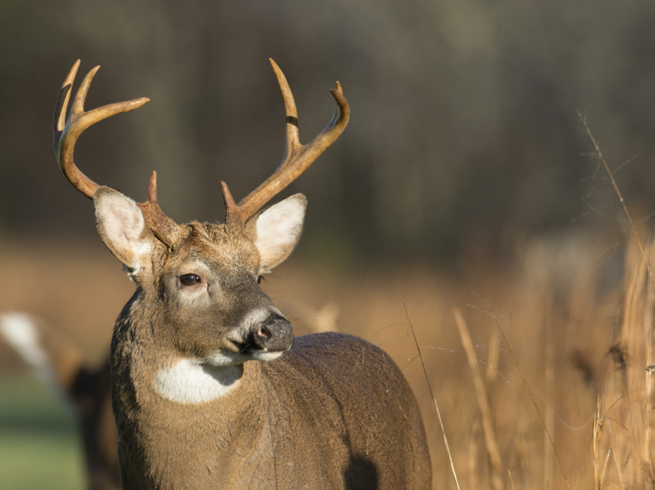Buck. 