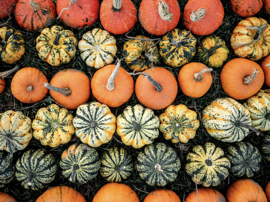 Different colored pumpkins in a line. 