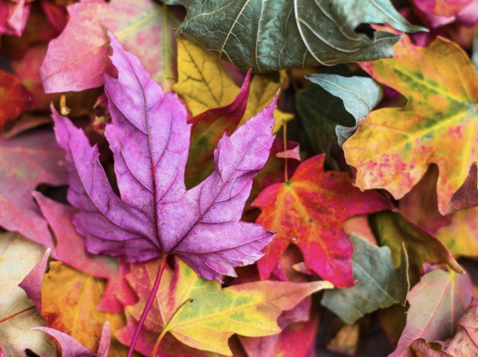 colorful fall leaves 