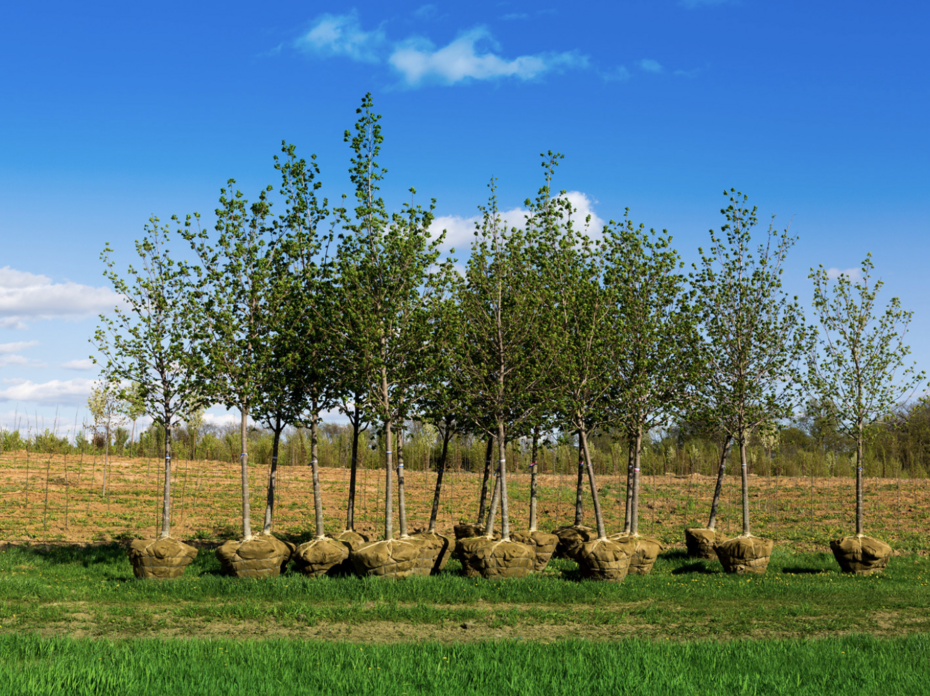 Trees waiting to be planted.