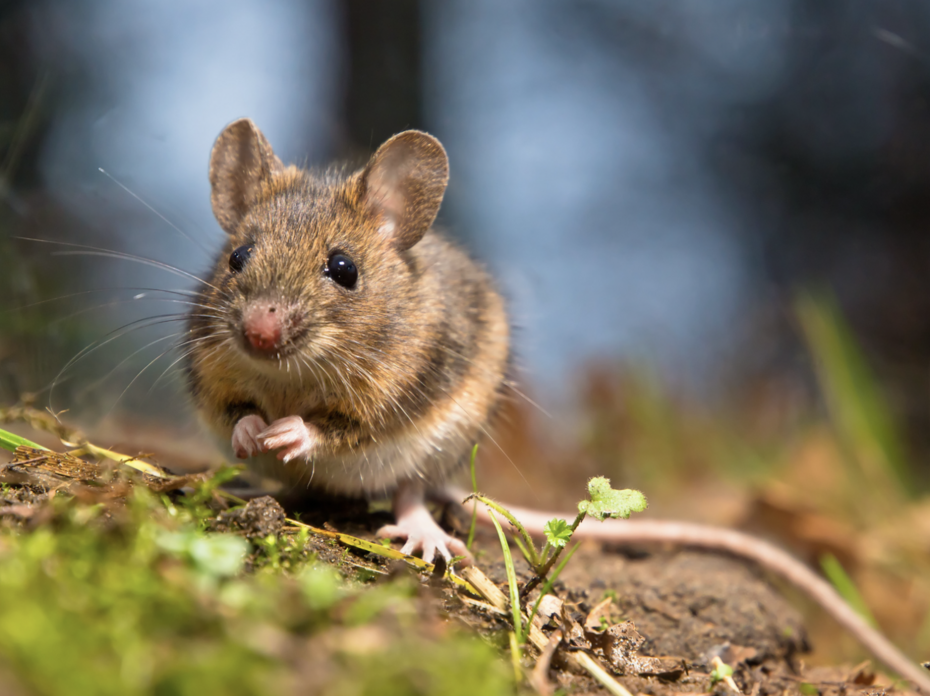 Mouse in a field.