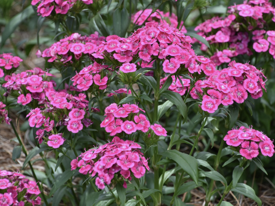 Pink flowers 