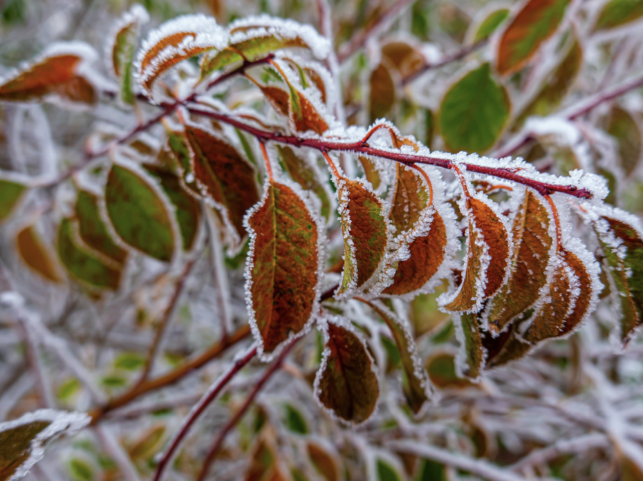 Frost on a plant. 