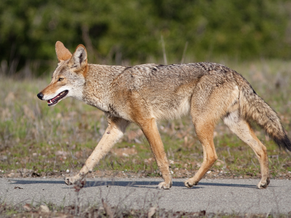 A coyote walking.