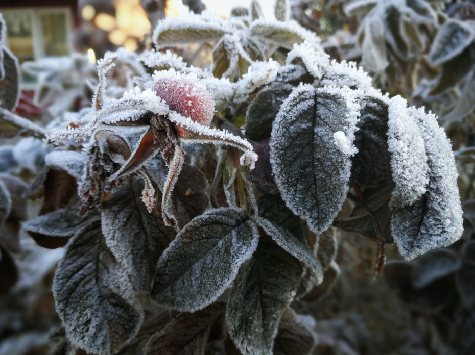 Frozen plants. 