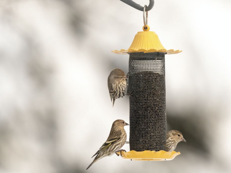 Three birds on a bird feeder.