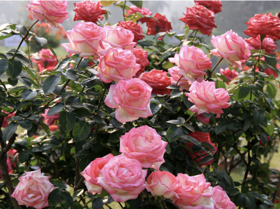 Pink roses on a bush.