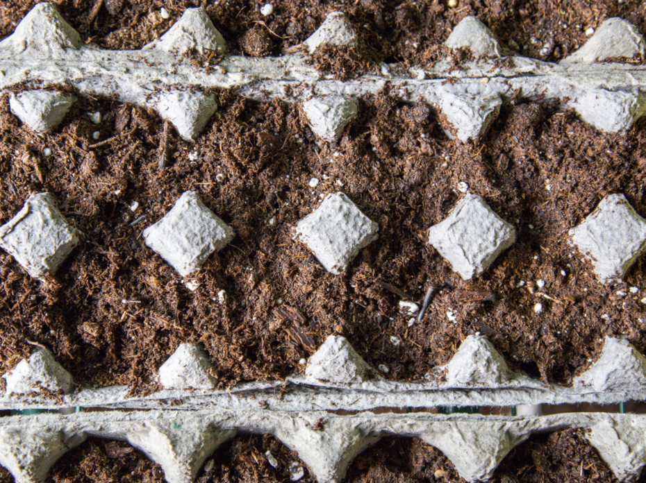 Soil in egg carton.