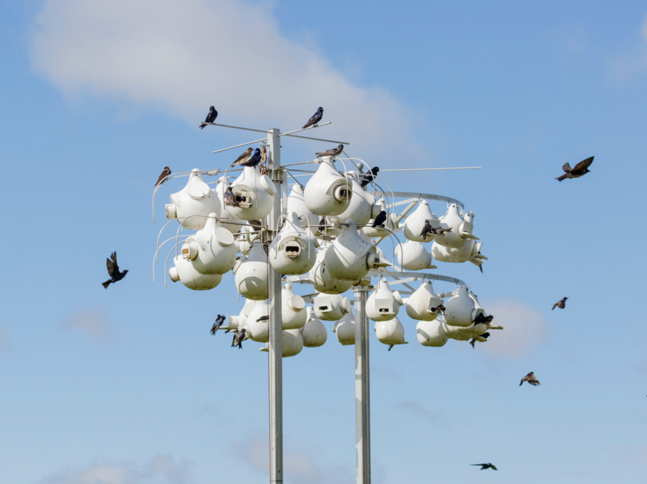 Purple martins flying around white gourds. 