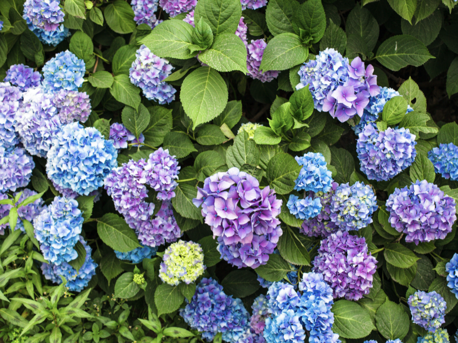 Blue and purple hydrangeas. 