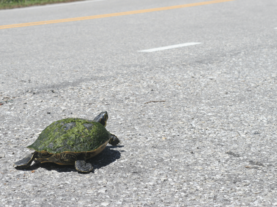Turtle crossing the road