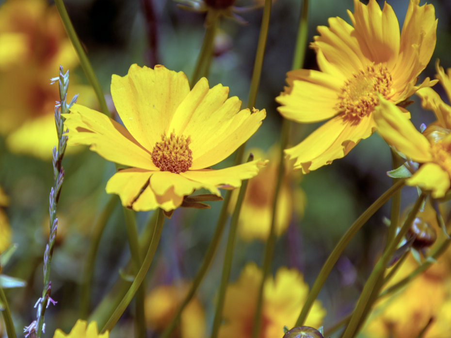 Yellow coreopsis flowers.
