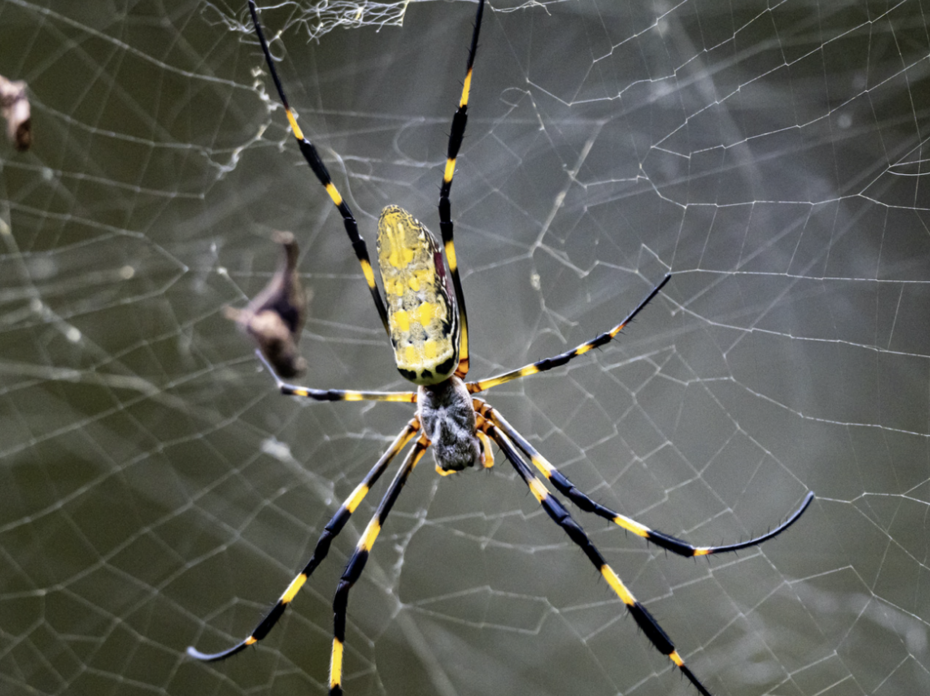 Joro Spider