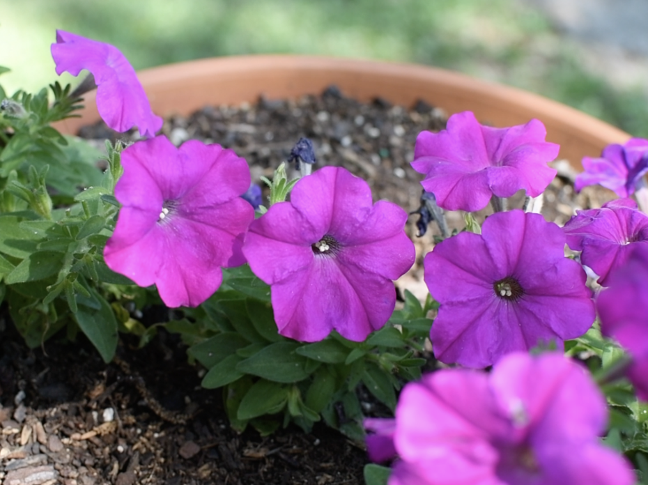 Purple petunias.