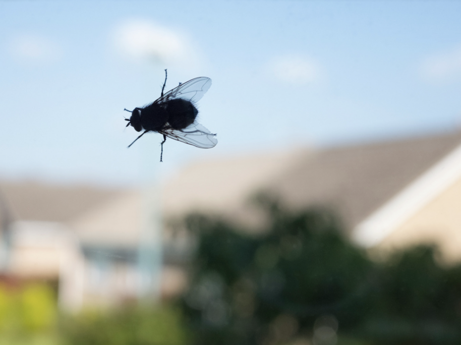 A fly on a window with homes in the background.