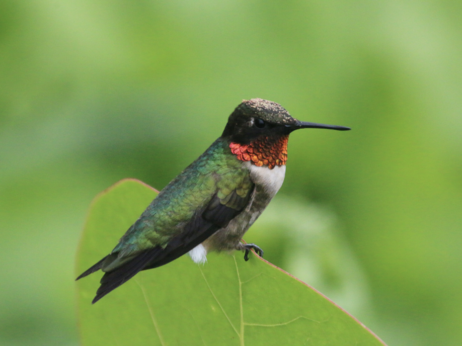 Ruby throated hummingbird on a leaf.