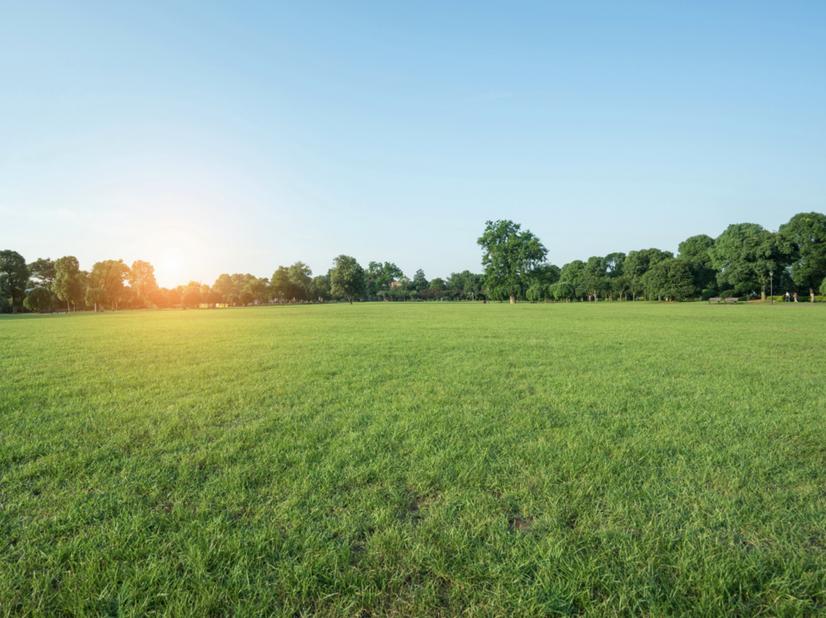 A field of grass.