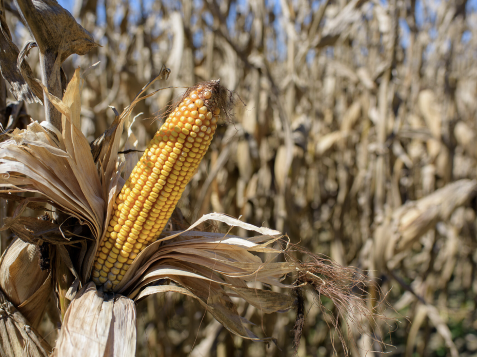 Field corn.