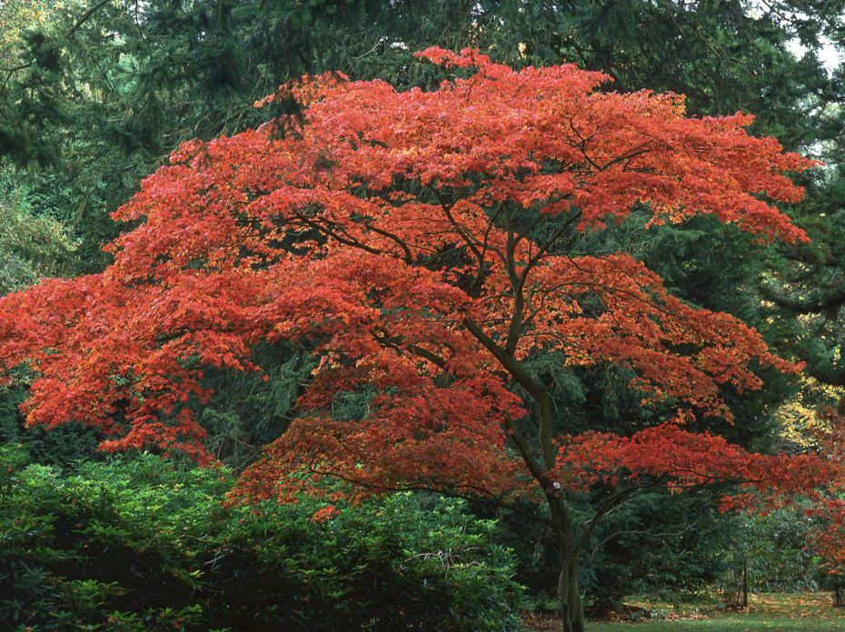 Japanese Maple Tree
