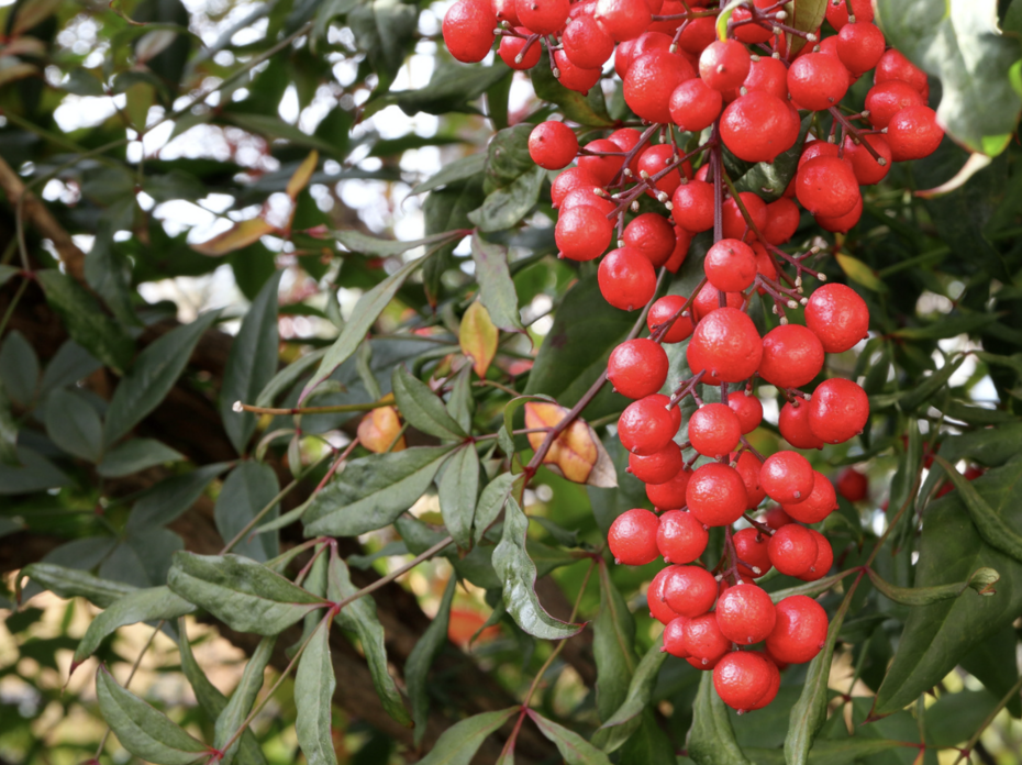 Red Nandina berries.