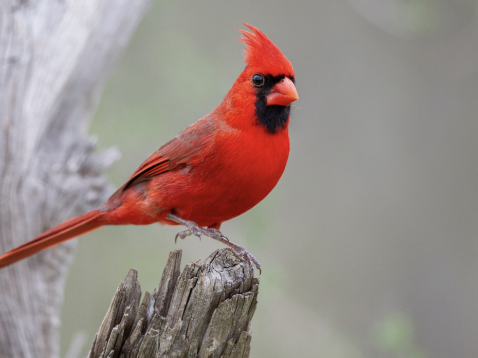 Red northern cardinal.