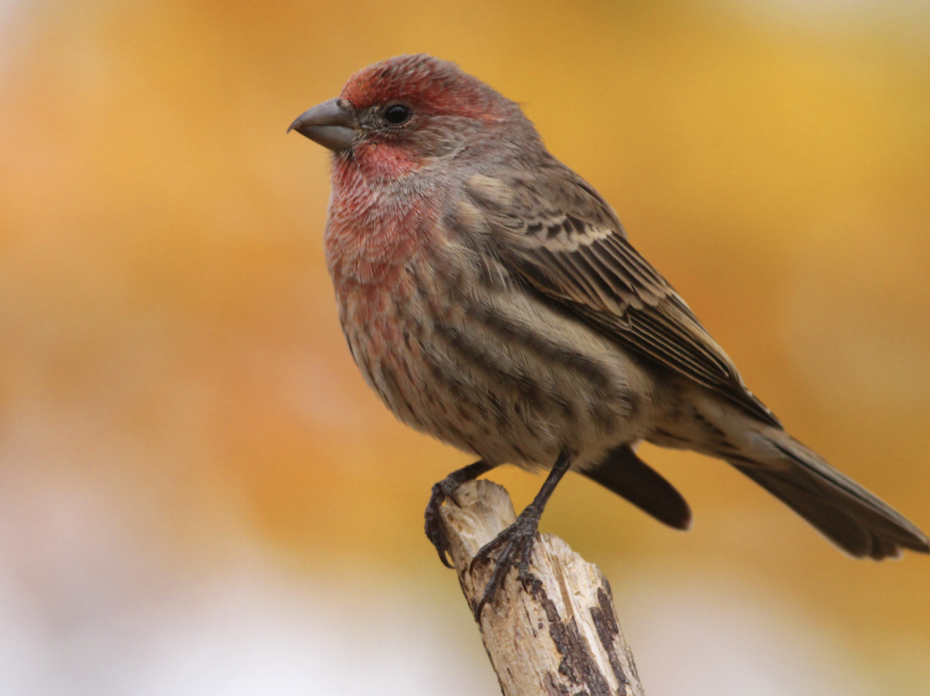 House Finch.