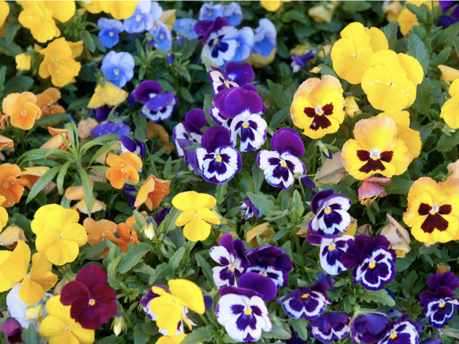 Yellow, purple, and blue pansies. 