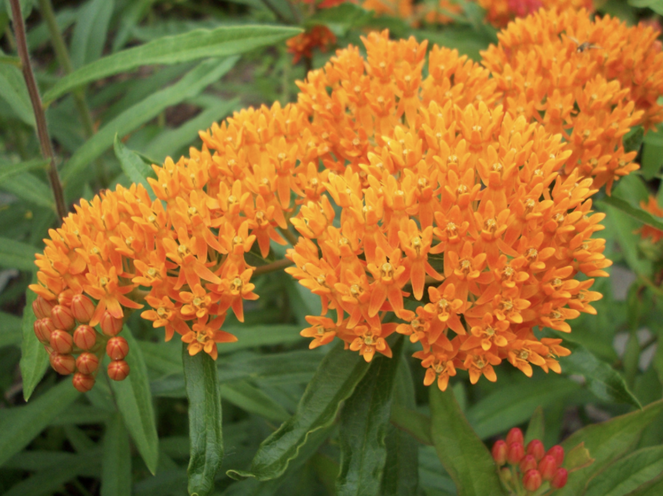 Orange milkweed.