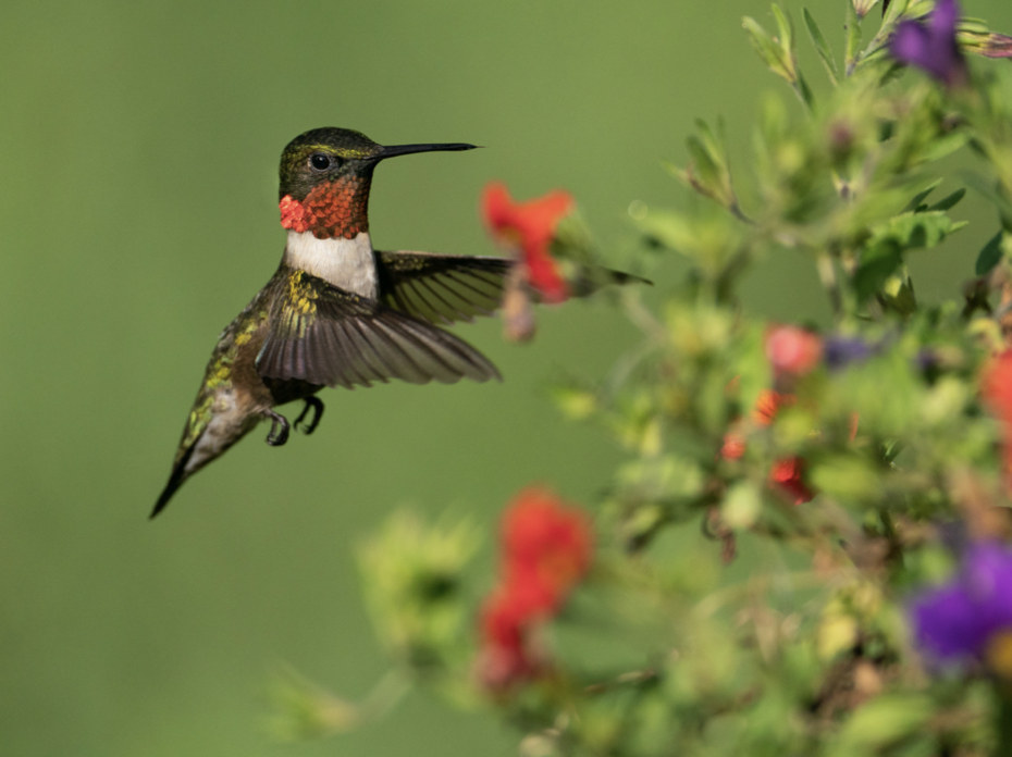 Hummingbird next to red flowers.