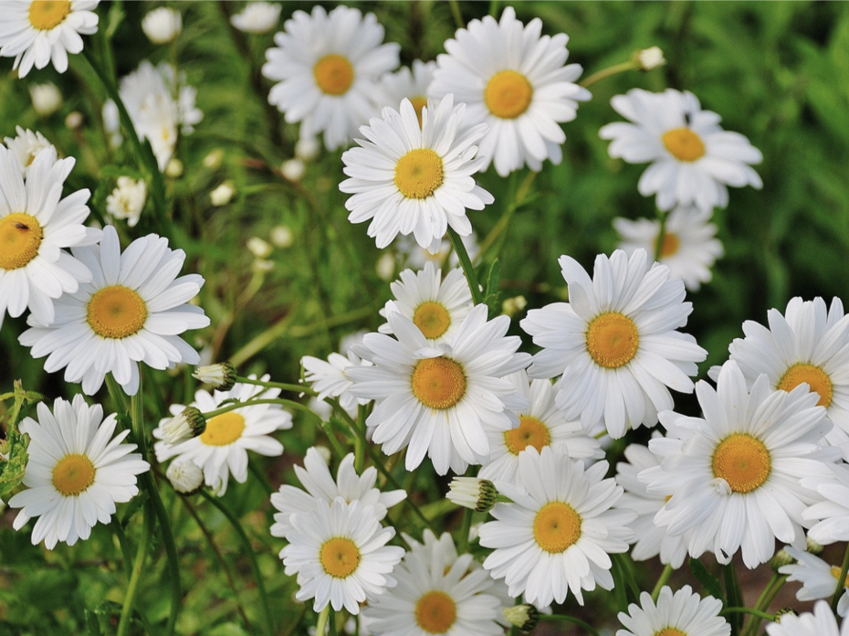 White daisies. 