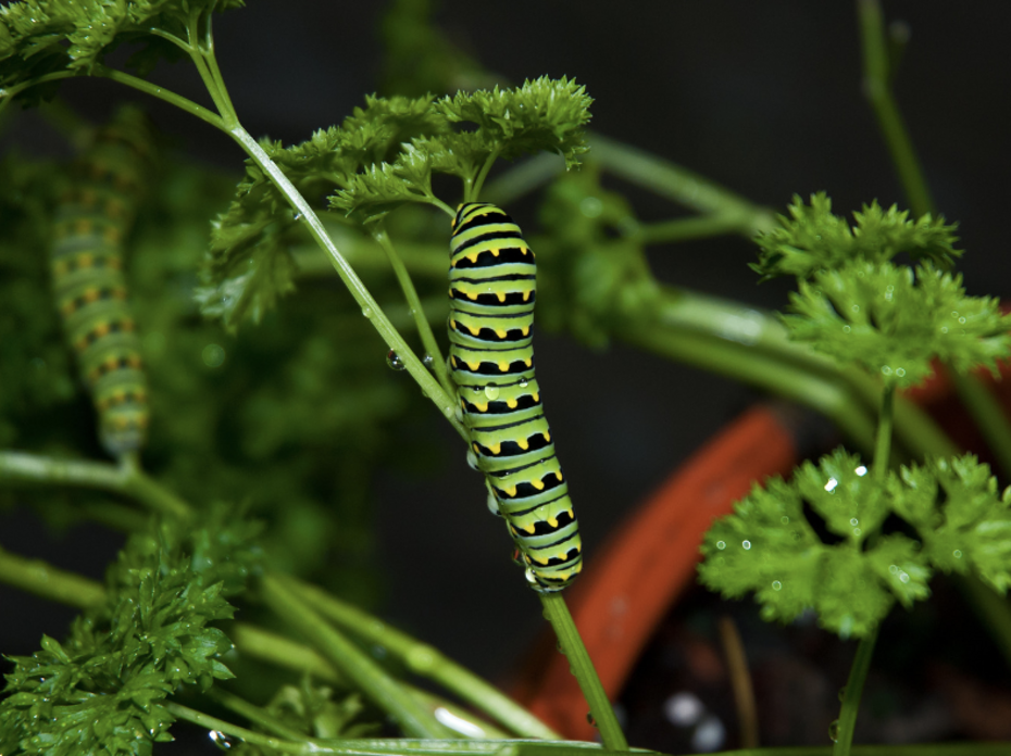 Black swallowtail caterpillar on a plant. 