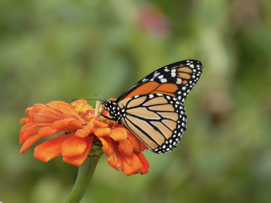 A monarch butterfly on an orang flower. 